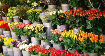 重庆最全花市地图，这个秋天玩出不一样的色彩与花趣