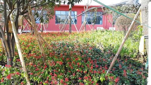 卓达绿色装配式建筑工厂助力安康高新区实验小学建成与家具一体化建设