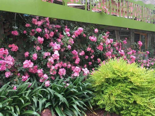 端午小长假，宝山人家门口的美景与智能家电完美融合