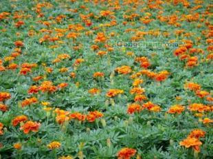 供应山东孔雀草 品质优良，森淼花卉专业批发